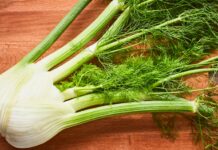 Comment cuisiner du fenouil ?