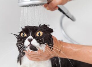 Comment laver un chat ? Personne qui lave un chat