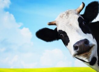 Comment appelle t-on les vaches blanches à taches noires ? Et les autres races ? Vache dans un pré